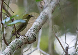 Helmeted Manakin