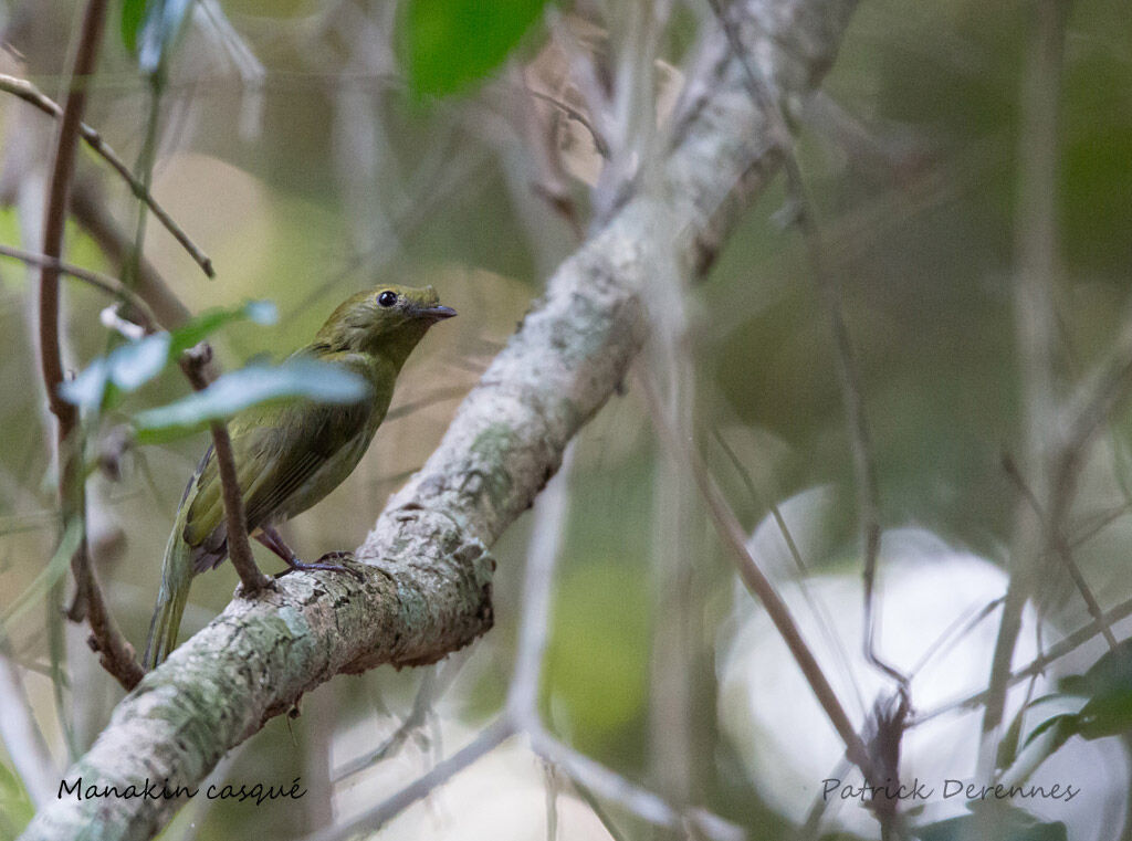 Helmeted Manakin female adult, identification