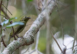 Helmeted Manakin