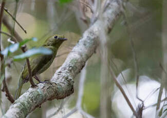 Manakin casqué