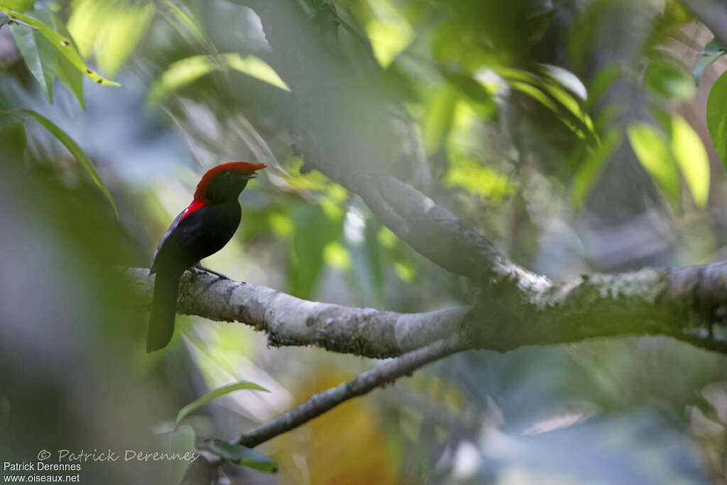 Helmeted Manakin male adult, habitat, pigmentation