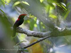 Manakin casqué