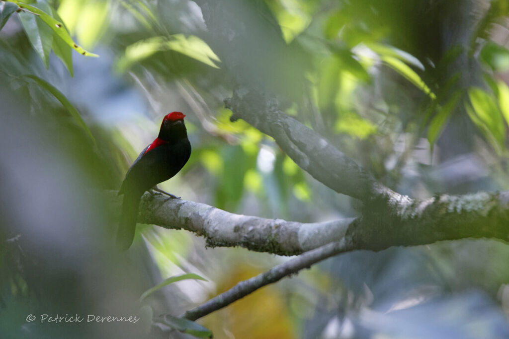 Helmeted Manakin male, identification, habitat