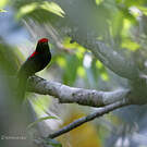 Manakin casqué