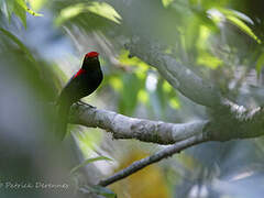 Helmeted Manakin