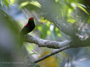 Manakin casqué