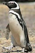 Magellanic Penguin