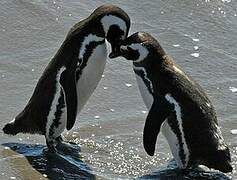 Magellanic Penguin