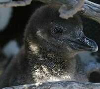 Magellanic Penguin