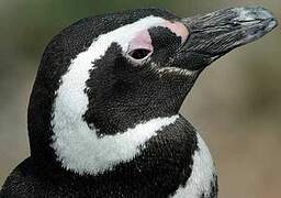 Magellanic Penguin