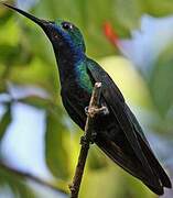 Black-throated Mango