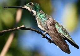 Black-throated Mango