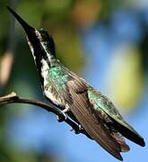 Black-throated Mango