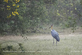 Lesser Adjutant