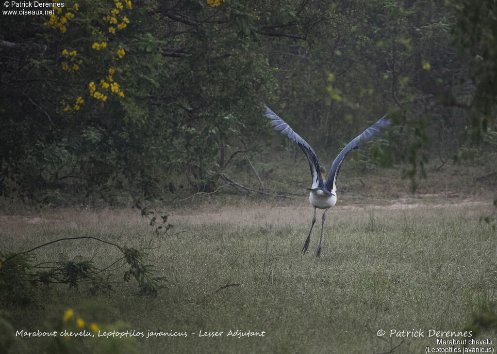 Lesser Adjutant, identification, habitat