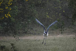 Lesser Adjutant