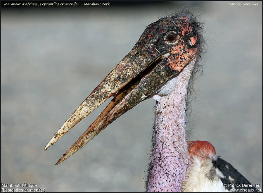 Marabou Storkadult, identification