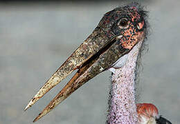 Marabou Stork