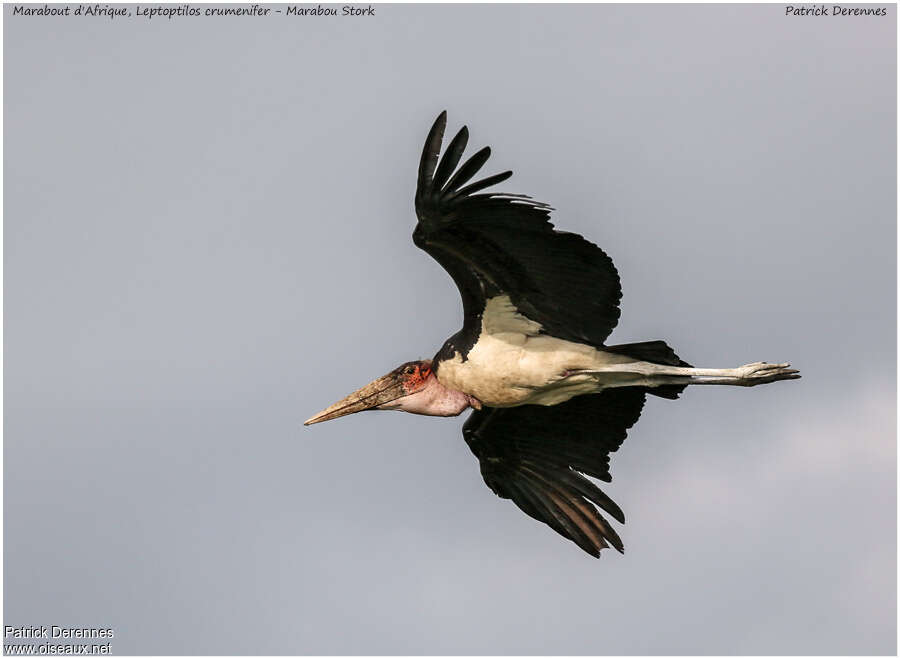 Marabou Storkadult, Flight