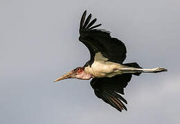 Marabou Stork