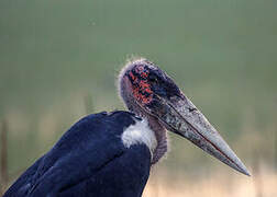 Marabou Stork