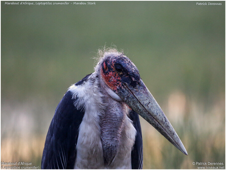 Marabou Stork, identification