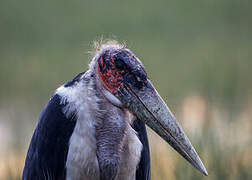 Marabou Stork