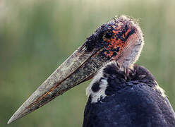 Marabou Stork