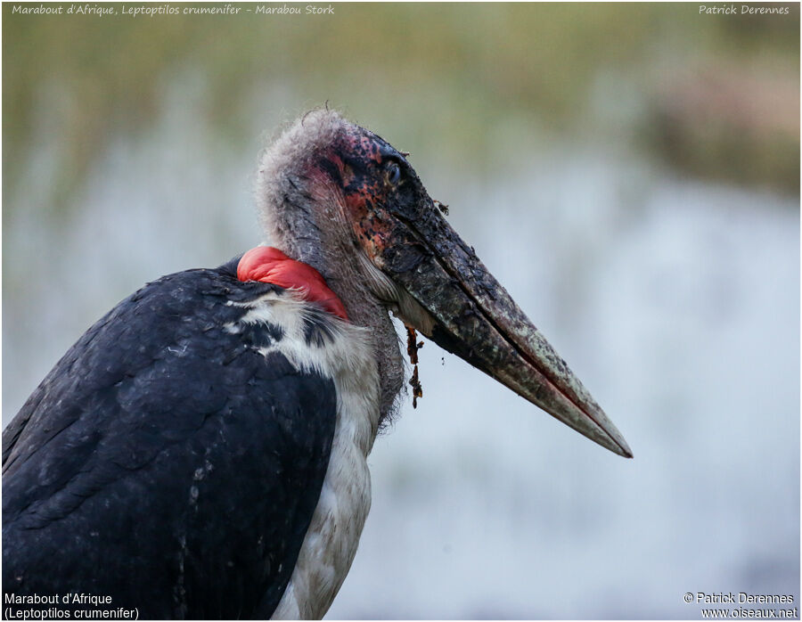 Marabou Stork