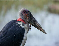 Marabou Stork