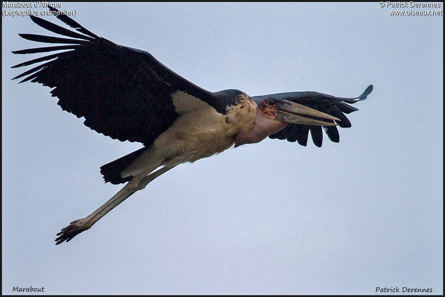 Marabou Stork