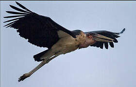 Marabou Stork