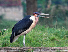 Marabou Stork