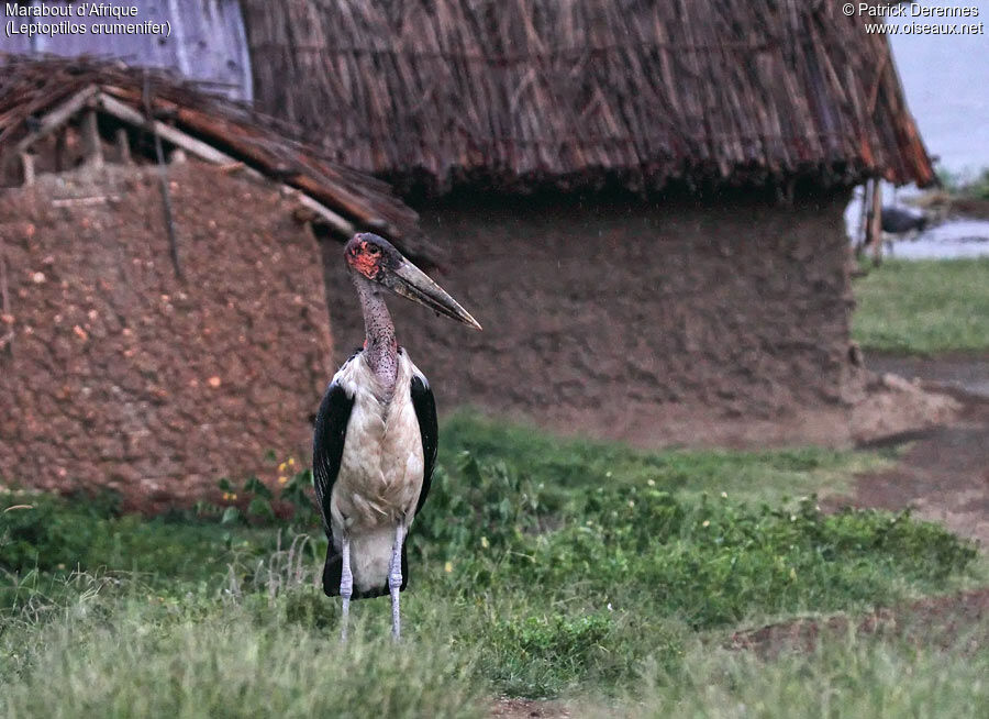 Marabou Stork