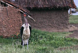 Marabou Stork