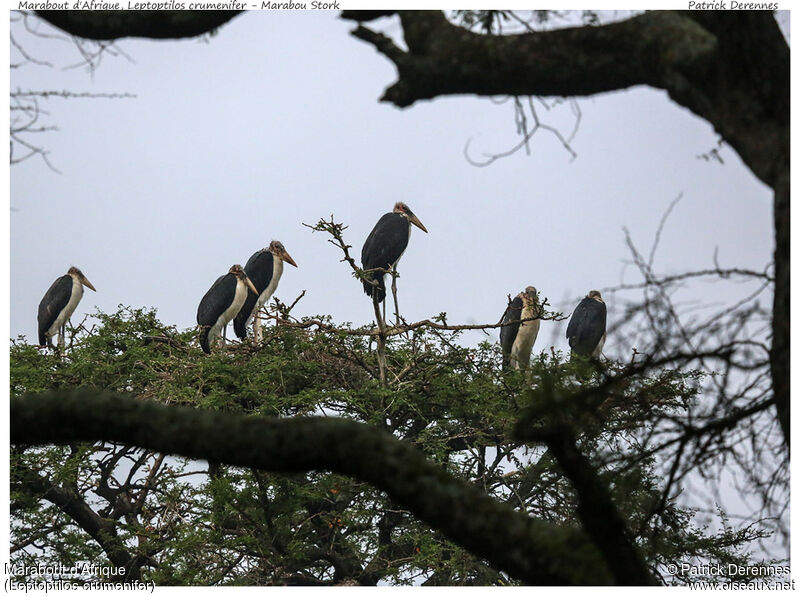 Marabou Stork, identification, Behaviour