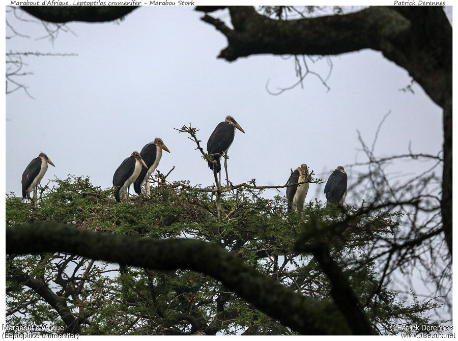 Marabou Stork, identification, Behaviour