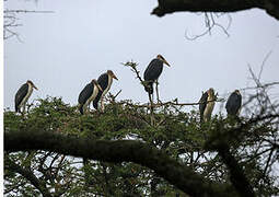 Marabou Stork