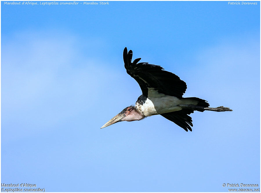 Marabou Storkadult, Flight