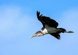 Marabou Stork