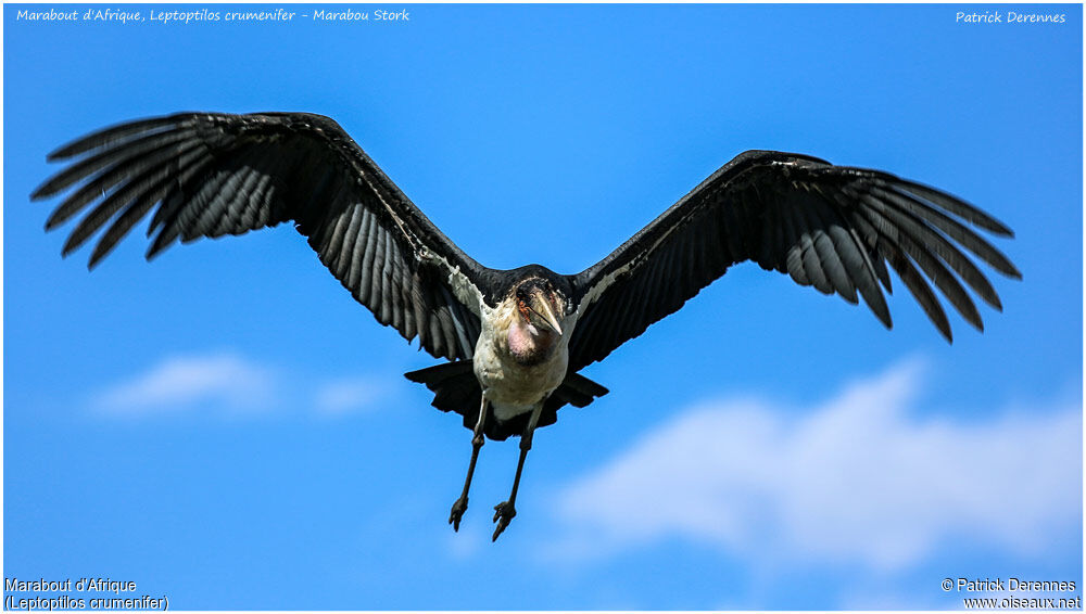 Marabou Storkadult, Flight