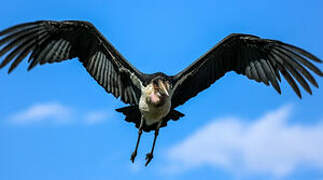 Marabou Stork