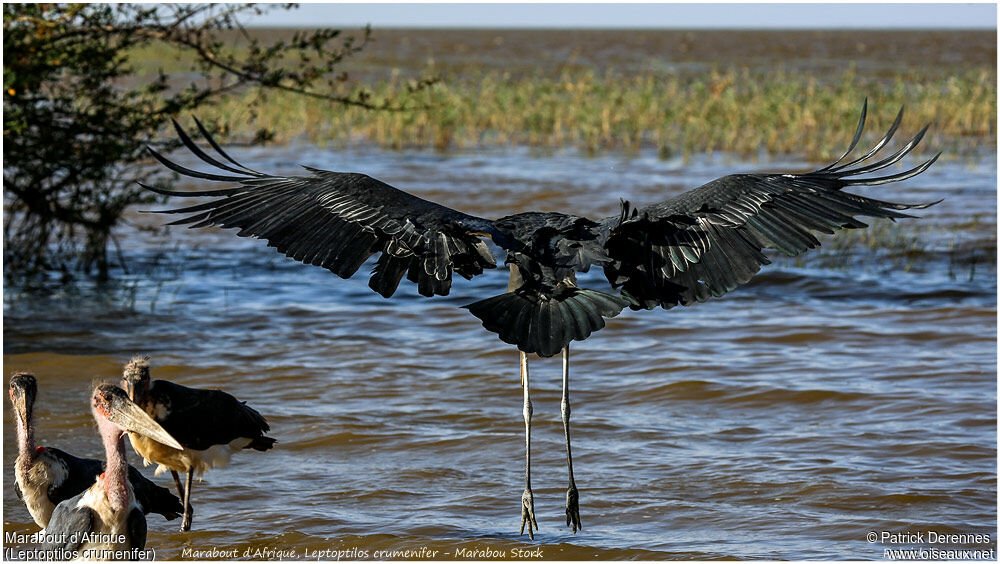 Marabou Storkadult, Flight