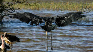 Marabou Stork