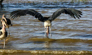 Marabou Stork