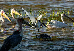 Marabou Stork