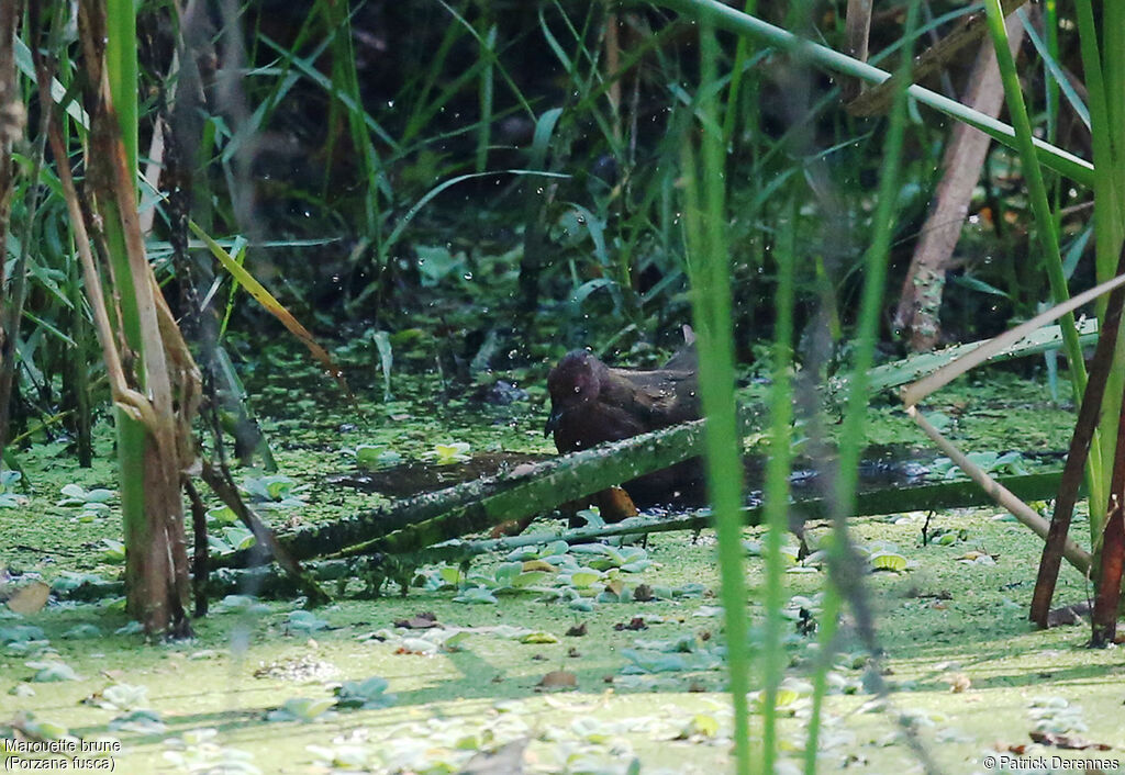 Ruddy-breasted Crake