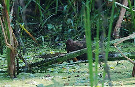 Ruddy-breasted Crake