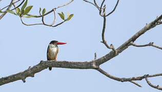 Black-capped Kingfisher