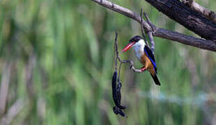 Black-capped Kingfisher